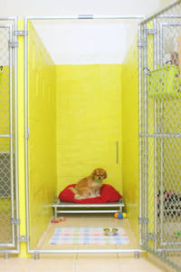 Find a kennel near me in Broward County, Florida. Arfington Pet Resort in Tamarac - pet boarding, doggy daycare in South Florida. Arfington Pet Resort is located at at 441 and Commercial Blvd: 3910 NW 49 St, Tamarac Florida 33309